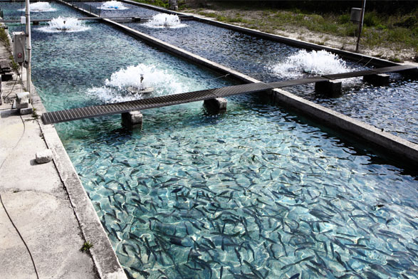 Aquakultur-Fischzucht überwacht durch Netilion Smart System